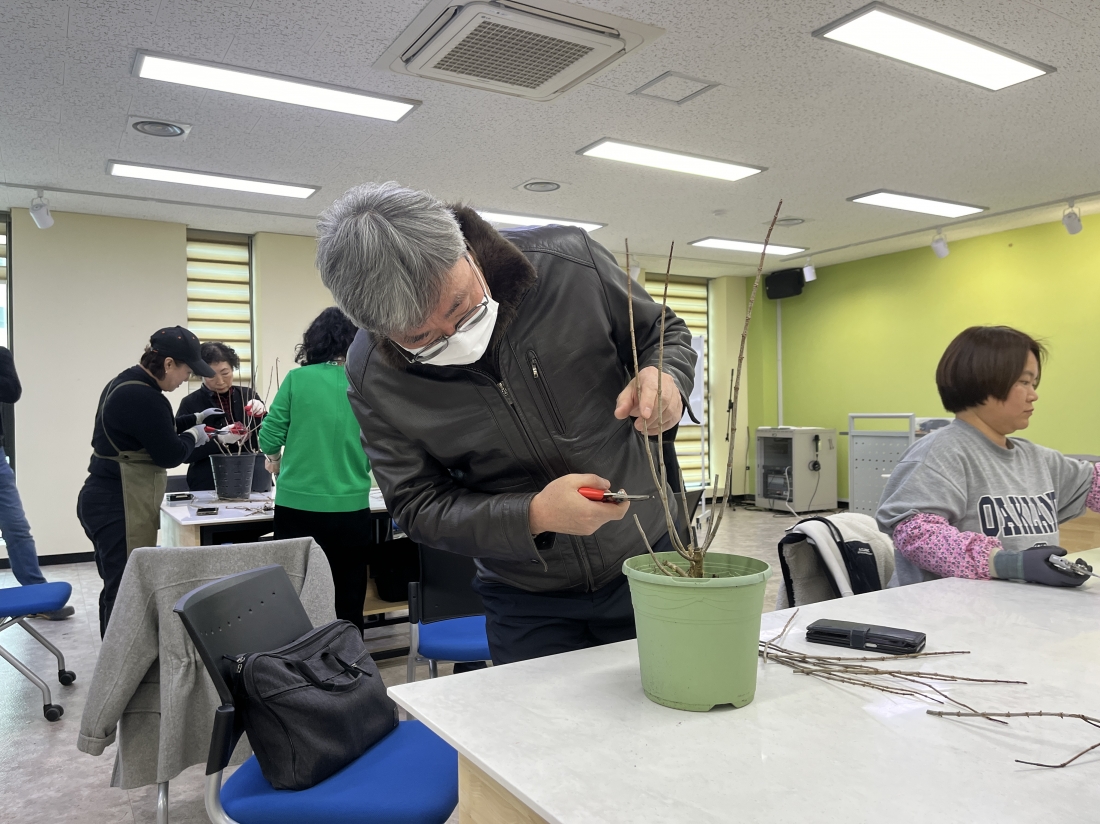 25년 3월 나무수국의 전지와 삽목